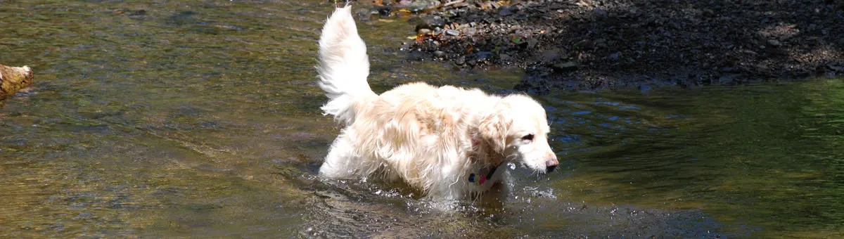 A golden retriever wading through the park's brook