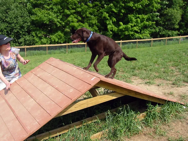 Agility Course, photo 1 of 5